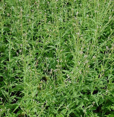 Common verbena Common verbena