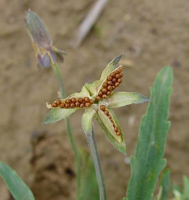 Field pansy