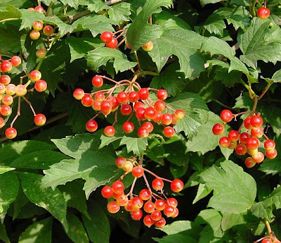 European cranberrybush European cranberrybush