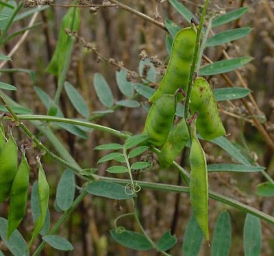Cow vetch Cow vetch