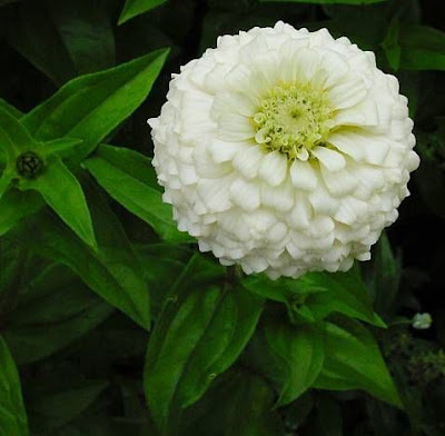 Zinnia elegans,
,
elegant zinnia,
Youth And Old Age,
Zinnia