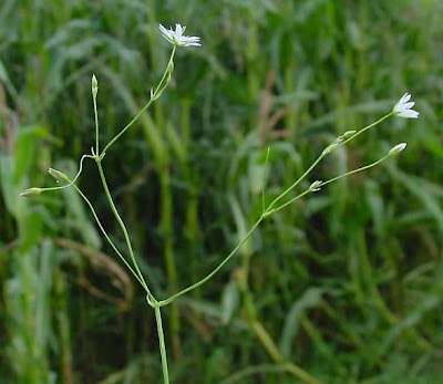 Grass-leaf starwort Grass-leaf starwort