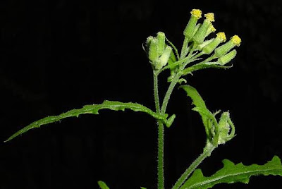 Wood groundsel
