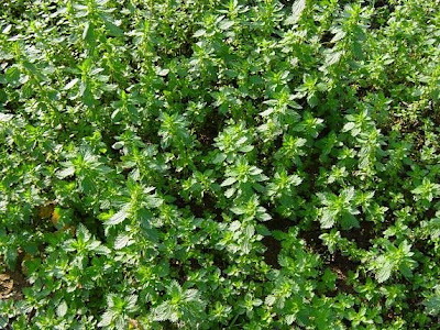 Burning nettle