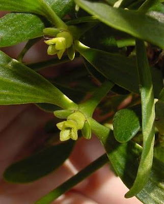 European mistletoe European mistletoe