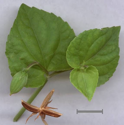 Dog violet Dog violet