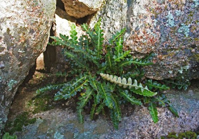 Ceterach officinarum DC.