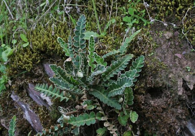 Ceterach officinarum DC.