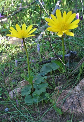 Yellow Anemone