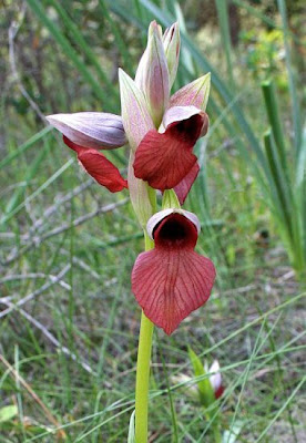 Heart Flowered Serapias Heart Flowered Serapias