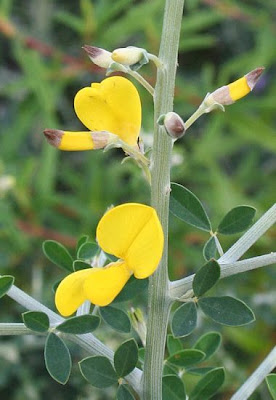 Hairy Thorny Broom