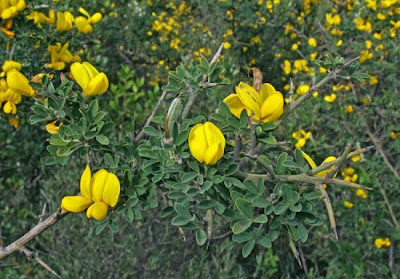 Hairy Thorny Broom