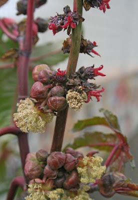 Ricinus communis L.