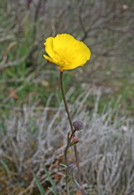 Grass Leaved Buttercup