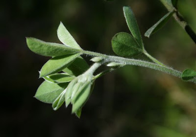 Citiso trifloro Citiso trifloro