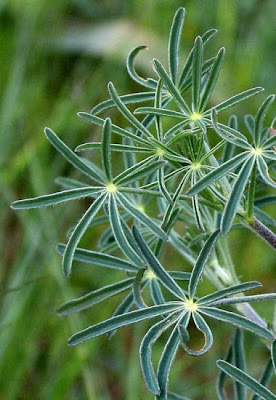 Narrow-leaf lupin
