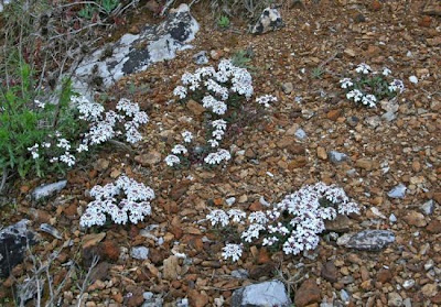 Iberis integerrima