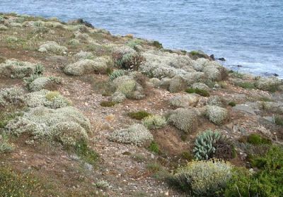 Fiordaliso spinoso