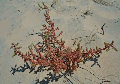 Salsola tragus L.