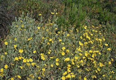 Halimium halimifolium,
Cisto giallo,
Yellow Sunrose
