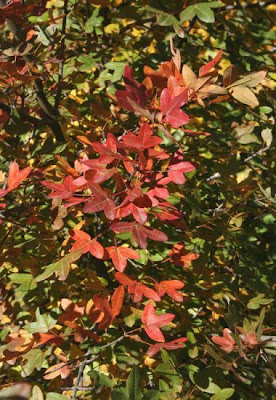 Acer monspessulanum L.