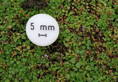 Mentha requienii Bentham