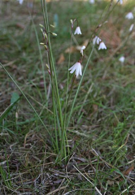 Leucojum autumnale L.