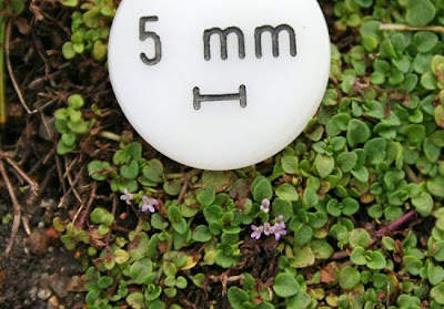 Mentha requienii Bentham