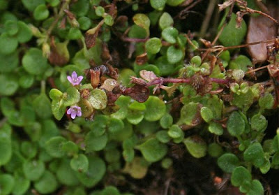 Mentha requienii Bentham