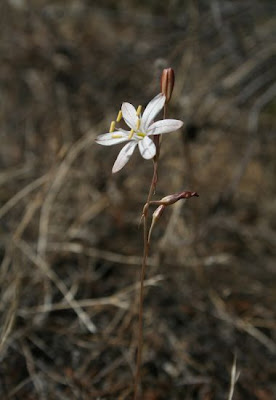 Urginea fugax,
Red Sea Squill,
Scilla filiforme