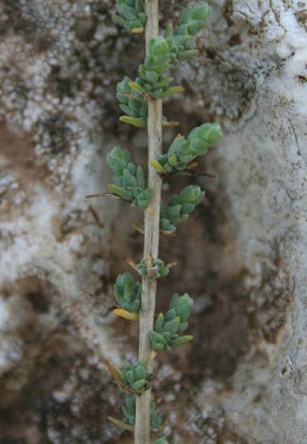 Salsola vermiculata L.