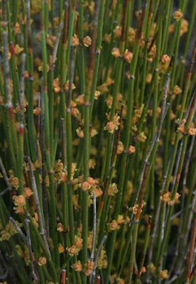 Efedra distachia
