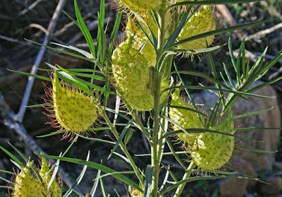 Asclepias fruticosa L.