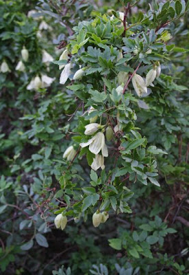 Clematis cirrhosa L.