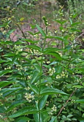 Vincetoxicum hirundinaria Medicus