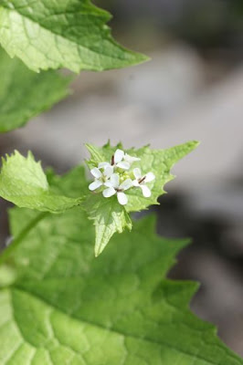 Garlic-mustard
