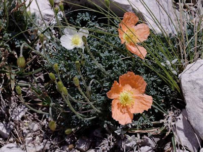 Papaver alpinum L.