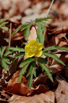 Anemonoides ranunculoides (L.) Holub