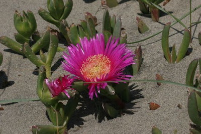 Carpobrotus acinaciformis (L.) L. Bolus