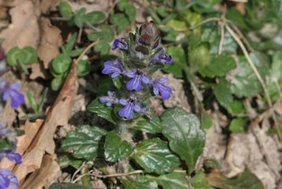 Ajuga reptans L.