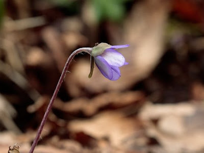 Hepatica nobilis Miller