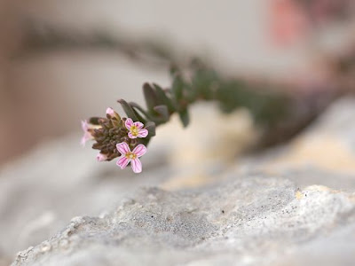 Burnt Candytuft Burnt Candytuft