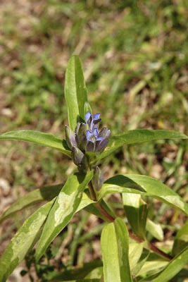 Cross Gentian Cross Gentian