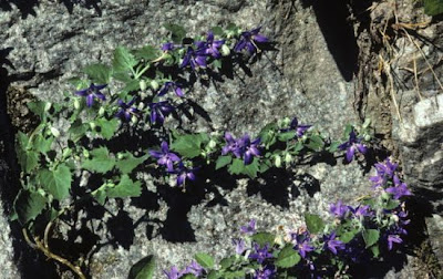 Campanula elatines L.