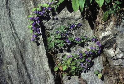 Campanula elatines L.