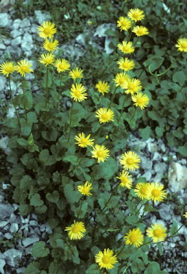Eastern Leopard's Bane