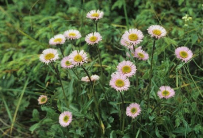 Céspica polimorfa Céspica polimorfa