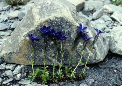 Genziana bavarese