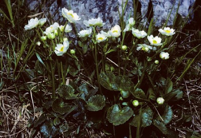 Ranunculus bilobus Bertol.