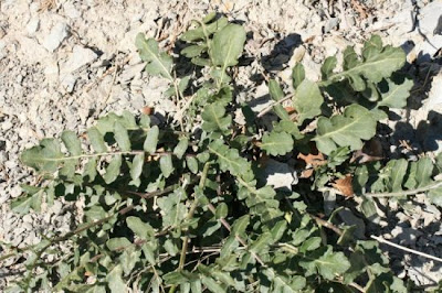 Erva-dos-secos